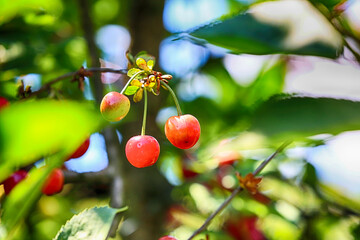 Czerwone czereśnie dojrzewają na drzewie w sadzie.  Wiśnia.  © FotoDax