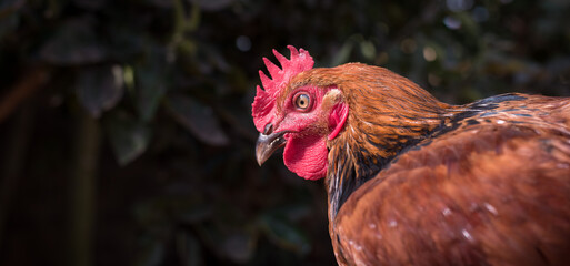 Close-up of a rooster - portrait of a chicken on the farm