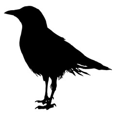 A silhouette of a crow