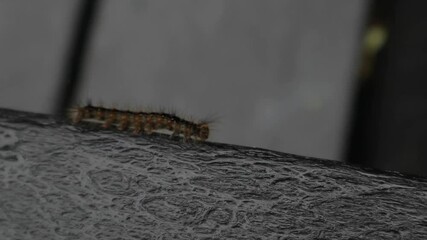 spongy moth caterpillar crawling on a deck chair piece of furniture in upstate new york state (Lymantria dispar, gypsy moth) invasive species that eats new shoots, leaves of plants, destroys gardens