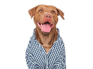 Cute dog and stylish shirt. Isolated background. Closeup, indoors. Studio shot. Day light. Beauty and fashion. Concept of care, education, training and raising pets