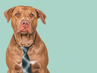 Cute dog and stylish tie. Isolated background. Close-up, indoors. Studio shot. Day light. Beauty and fashion. Concept of care, education, training and raising pets