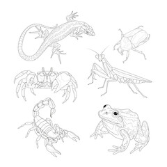Amphibians and insects. Set. Line art. Coloring.