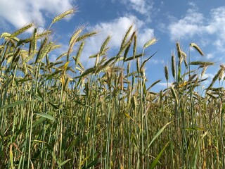field of wheat