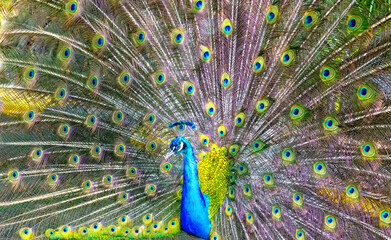 Obraz premium A beautiful peacock with its feathers spread out in Cartagena, Colombia.