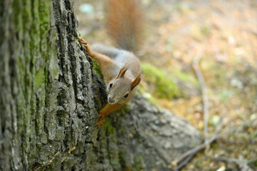 Fototapeta premium Squirrel on a tree, city park in Poland, Europe