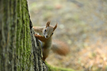 Squirrel on a tree, city park in Poland, Europe