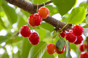 Obraz premium ripe cherries on a branch