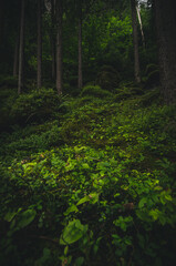 Lush green forest