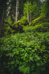 Lush green forest