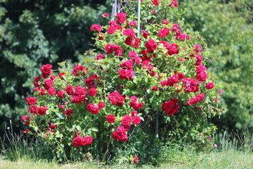 Obraz premium Sweden. Rosa is the collective name of species and varieties of representatives of the genus Rosehip, grown by man and growing in the wild. 