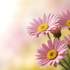 Fototapeta premium Pretty pink daisies with copy space on a blurred background