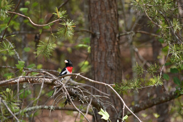 Bird in Pine
