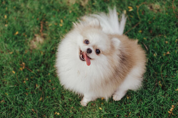 Beautiful dog - pomeranian Spitz. Puppy dog cute pet happy smile playing in nature