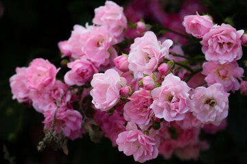 Rosenstrauch mit rosa Rosen