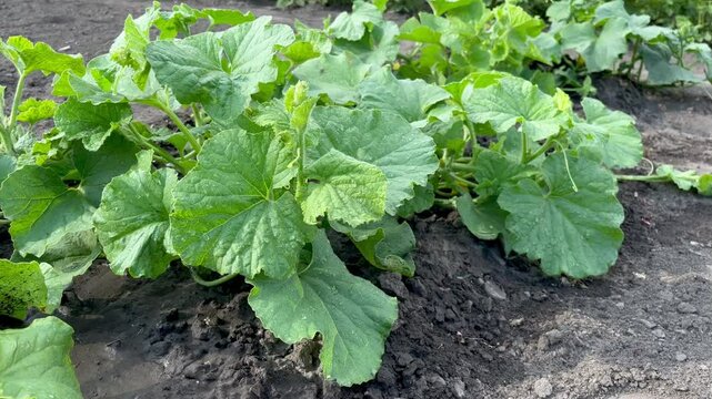 melon plant grows in the ground