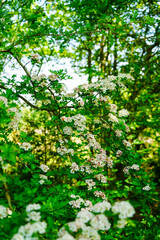 Hawthorn blossom in the spring