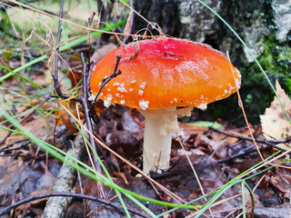 Toxic hallucinogen fly agaric with red cap in forest. Wild poisonous mushroom on natural autumn background. Harvest fungi concept. Toadstool fungus.