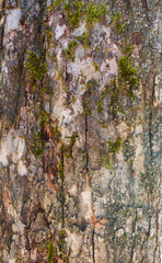Background - relief bark of old pine with moss