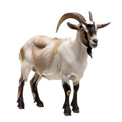 Obraz premium Standing domestic male goat with curved horns and white and brown markings isolated on a transparent background for advertising.