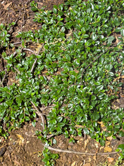 Ground vegetation illuminated at night