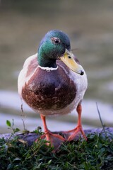 Kaczor krzyżówka, portret © Tomasz