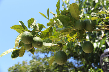 green limes dangles from a tree branch adorned with green leaves against a clear blue sky. Green lemons, citrus fruits, are exotic tropical fruits maturing during the summer on the farm