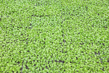 Cucumber seedlings in nursery trays, agriculture background.