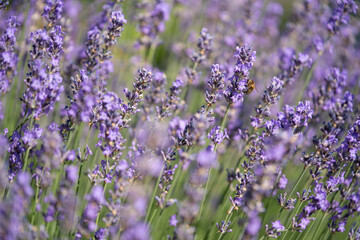 lila blühender lavendel von bienen bestäubt