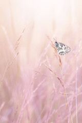 Motyl Polowiec szachownica (Melanargia galathea), letnia polana z owadami, natura, tło,  © anettastar