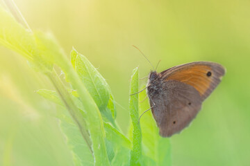 Pomarańczowy motyl, letni poranek, łąka z owadami, natura, tło,  © anettastar
