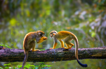 Two common squirrel monkeys also known as Saimiri sciureus interact on a tree branch over food
