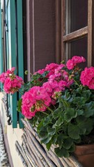pink geranium flowers on the windowsill