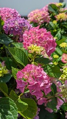 Fototapeta premium pink flowers in the garden