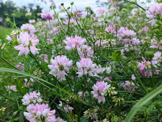 meadow flowers in green grass close-up