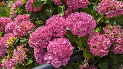pink hydrangea flowers close-up