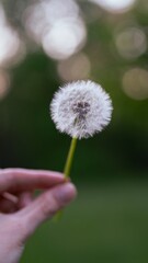 Dmuchawiec © Tomasz