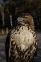 red tailed hawk
