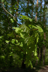 leaf, maple, green, nature, spring, background, forest, tree, garden, plant, season, fresh, summer, growth, foliage, young, park, botany, bright, flora