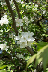 flower, blossom, nature, tree, outdoor, season, apple tree, photography, springtime, copy space, gardening, plant, petal, horizontal, no people, blooming, background