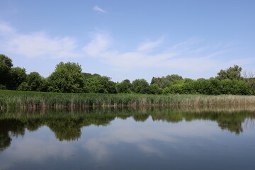 Fototapeta premium Still water of a pond reflecting the trees growing on its shore. Reed thickets. Landscape.