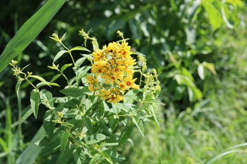 A close-up of adorable yellow garden loosestrife flowers near green reed leaves