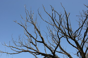 Obraz premium Spreading dry branches of an old, large tree without leaves against a blue sky background.