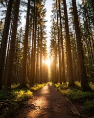 Obraz premium Tranquil Anniversary Hike in Beautiful Forest