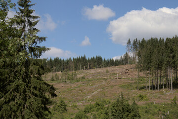 Panoramaansicht im Harz - Waldlandschaft