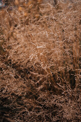 Dry brown beige plants growing in nature. Autumnal boho vertical background for cards, calendars or posters