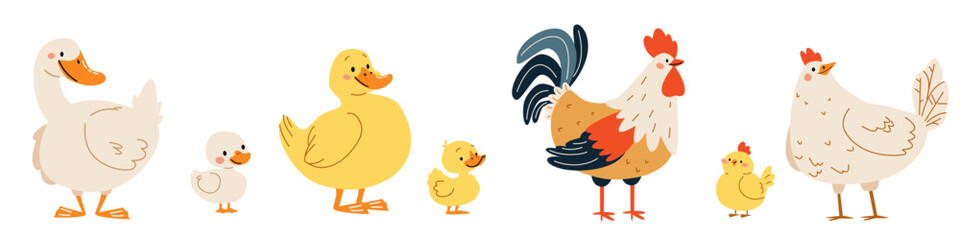 Set of flat vector illustrations on white background. Domestic birds with their children. Goose duck hen and rooster duckling chick chicken. Vector illustration