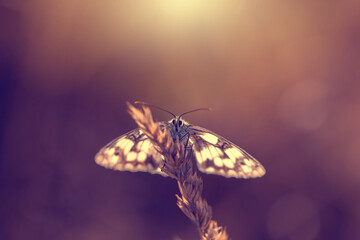 Motyl Polowiec szachownica (Melanargia galathea), letnia polana z owadami, natura, tło,  © anettastar
