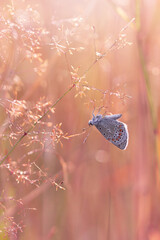 Motyl Modraszek ikar (Polyommatus icarus), letni poranek, łąka z owadami © anettastar