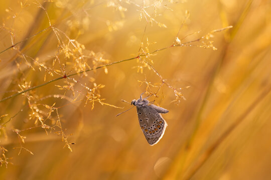 Motyl Modraszek ikar (Polyommatus icarus), letni poranek, łąka z owadami
